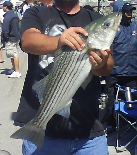 Stripped Bass Fishing in Pacifica