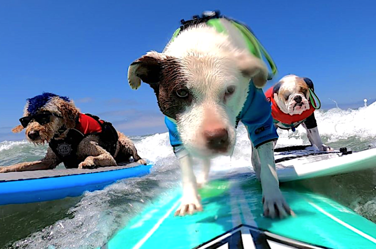 World Dog Surfing Contest, Pacifica, CA