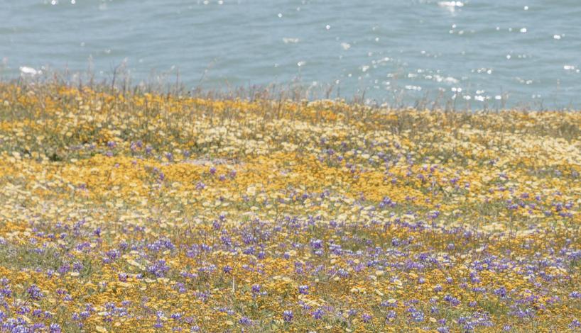 Spring Flowers, Pacifica